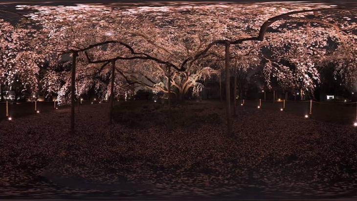 薄闇に仰ぐ しだれ桜の妖艶：1枚目