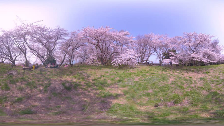 満開！香川県屈指のお花見スポット ～三豊市・紫雲出山～：1枚目