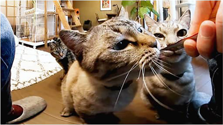 ＃6 液状タイプのおやつに集まる猫ちゃん達 / 川井いねこさん家のカワイイ猫たち：1枚目