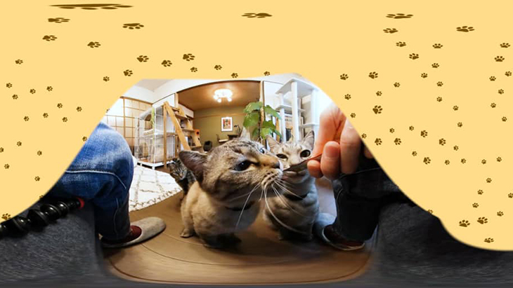 ＃6 液状タイプのおやつに集まる猫ちゃん達 / 川井いねこさん家のカワイイ猫たち：2枚目