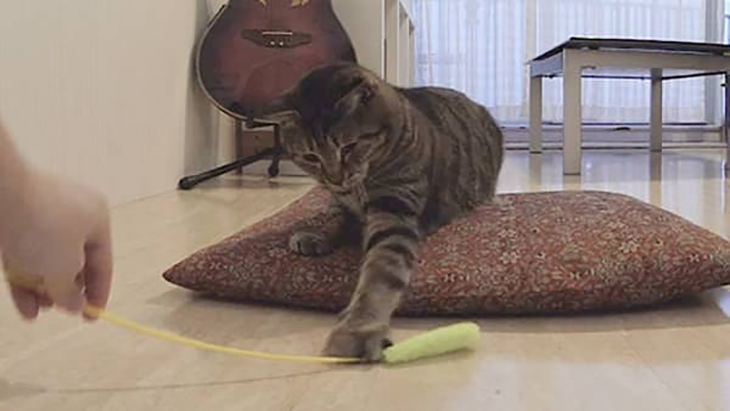 ＃5 ネコに猫じゃらしは鉄板ですね / ぶるる・べるる：1枚目