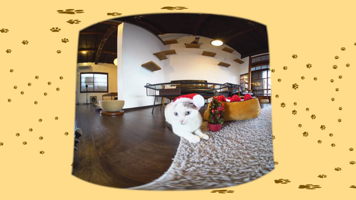 ＃1 サンタ帽でクリスマス気分 / 京都町家猫カフェ キャットアパートメントコーヒー：1枚目