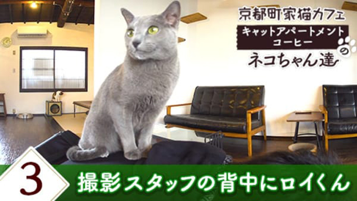 ＃3 撮影スタッフの背中に・・・ / 京都町家猫カフェ キャットアパートメントコーヒー