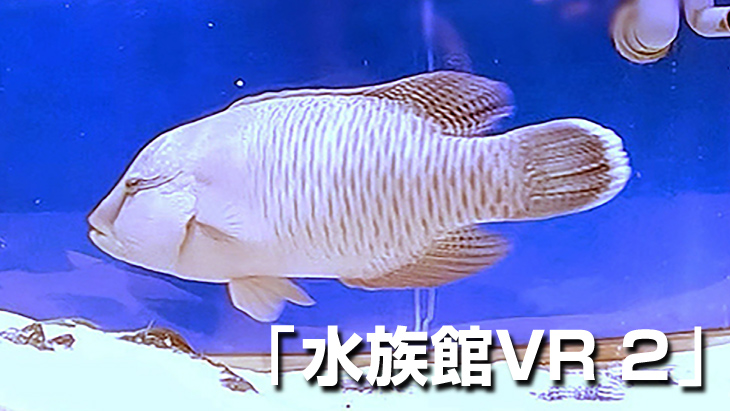 【無料】水族館VR 2
